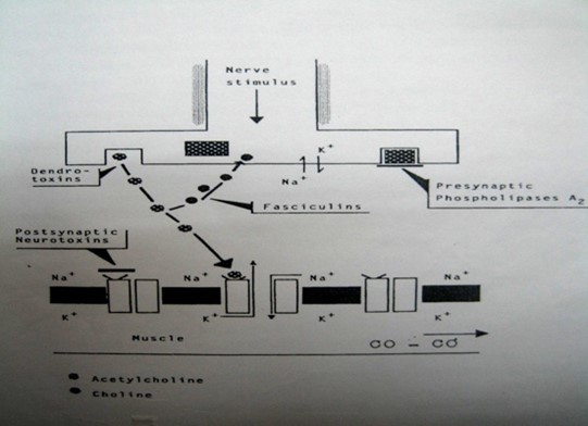 Fig.C.24: Pathogenesis of neuromuscular paralysis due to Tiger snake venom